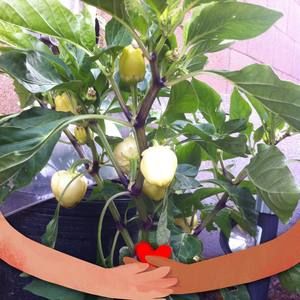 Meet your Posher, Del sol